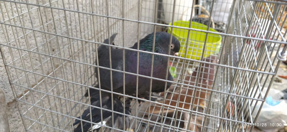 Молодой Жук голубь