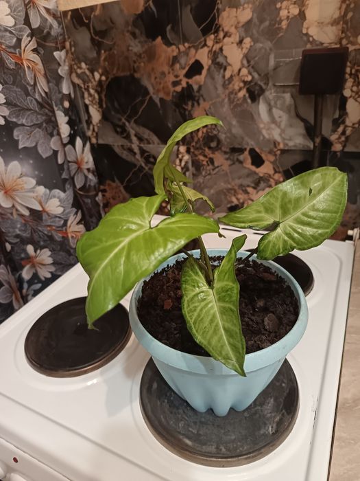 Продам цветы цены разные