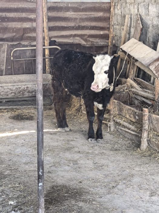 Обменяю годовалую тёлочку