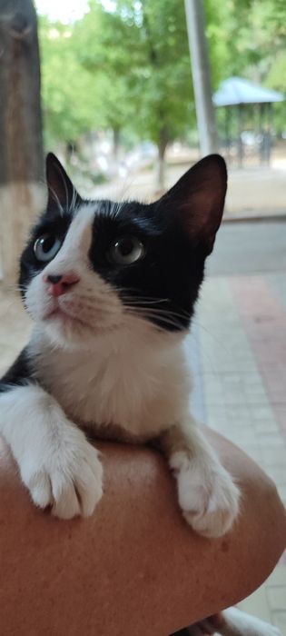 Особенная кошечка