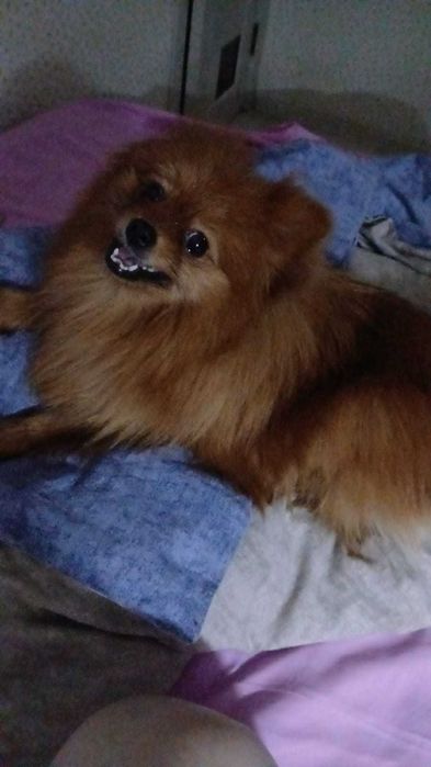 Продам Шпиц девочка