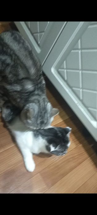 Вязка кота скотишш-страйт 9000