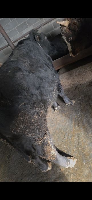 Продам быка 2 года !