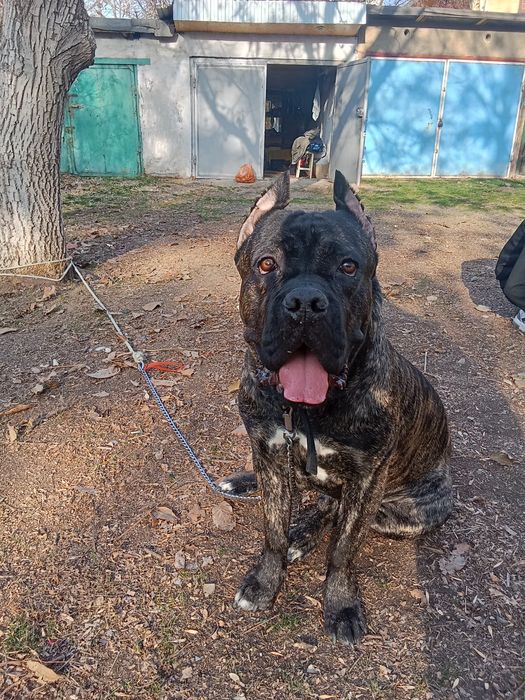 Вязка Кане Корсо