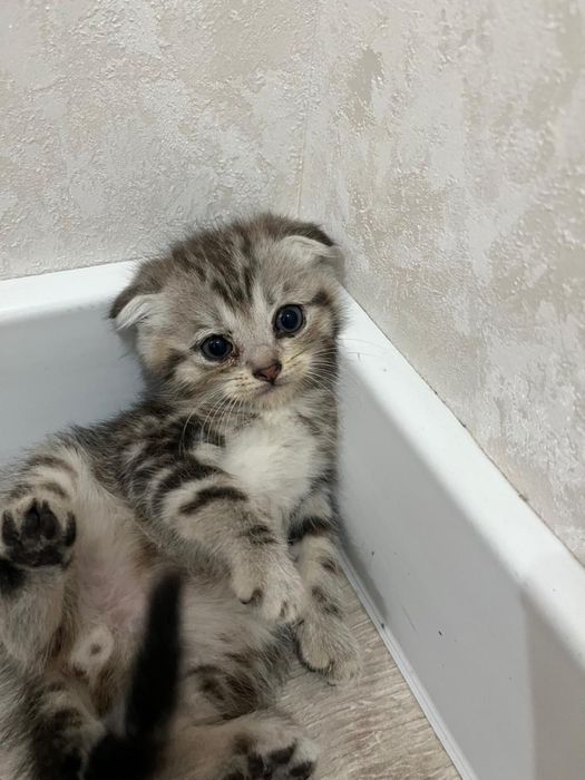 Шотландские кошки