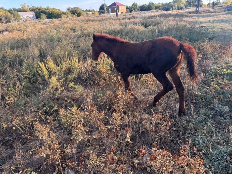Продам лошадь с жеребенком