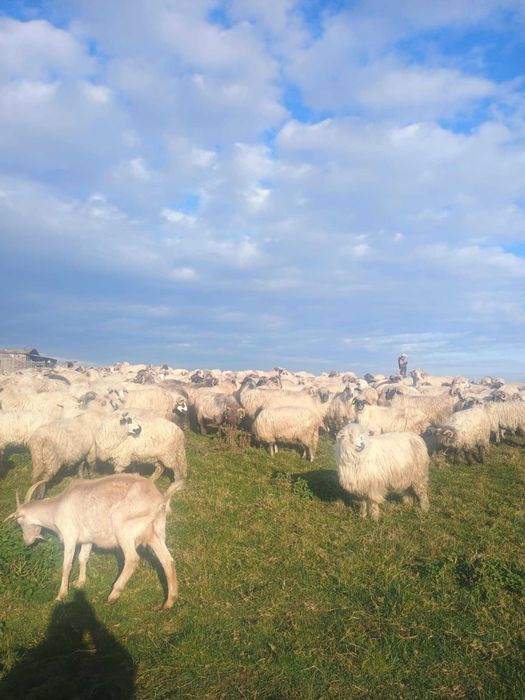 Vând oi de tinut si sacrificat