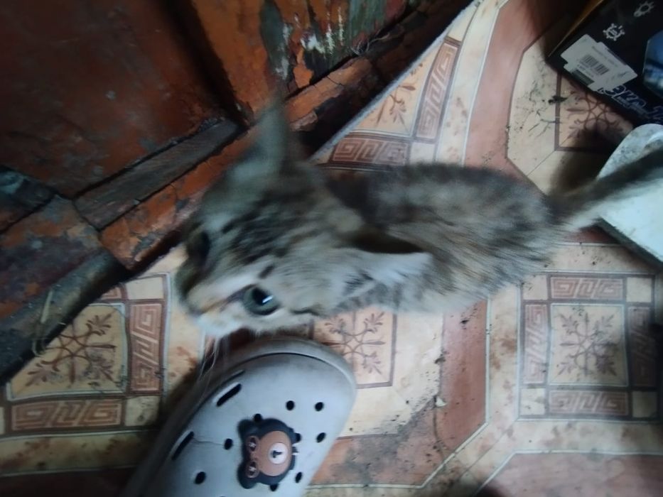Котенок девочка серая