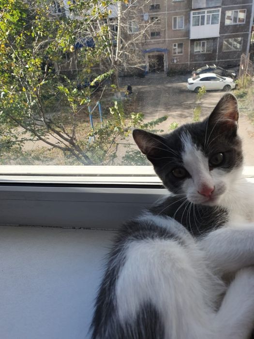 Отдам в добрые руки