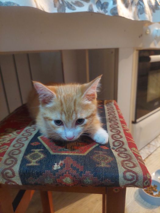 Милый котенок в добрые руки
