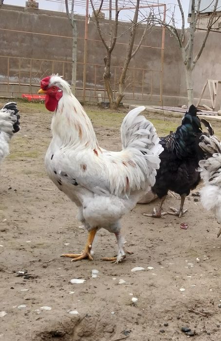 Руская хохлата қоразы сатылады