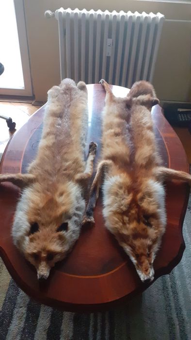 Vând blănuri de vulpi roșcate