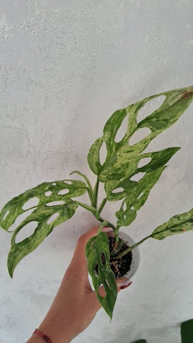 Продам  монстеру