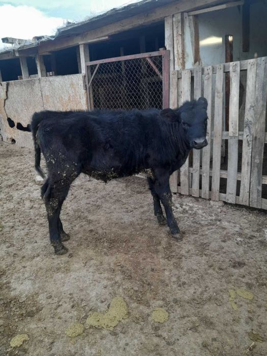 Продавам телета,мъжки и женски от 150до250кг