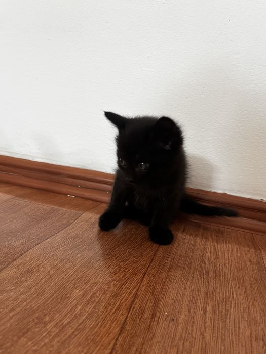 Отдам котят в хорошие руки