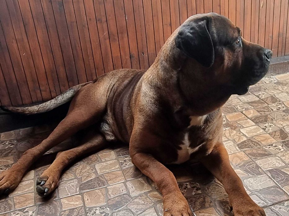 Donez Mascul Tosa Inu