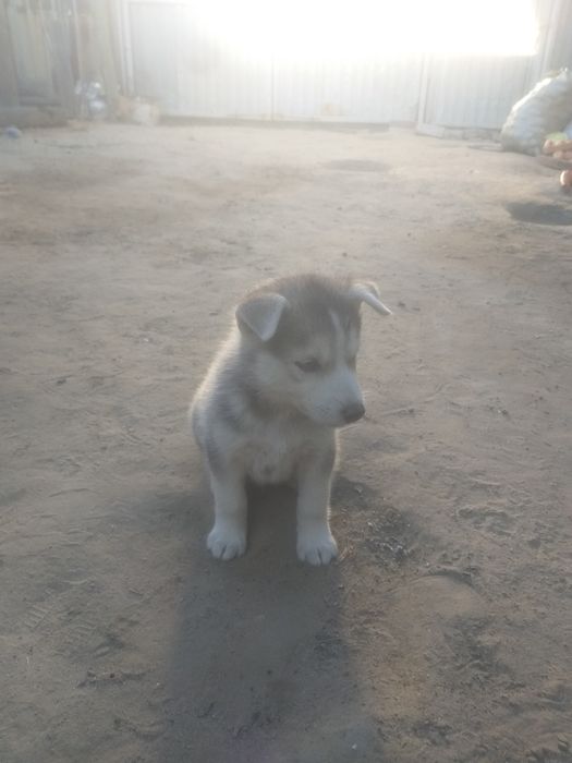 Продаётся собаки