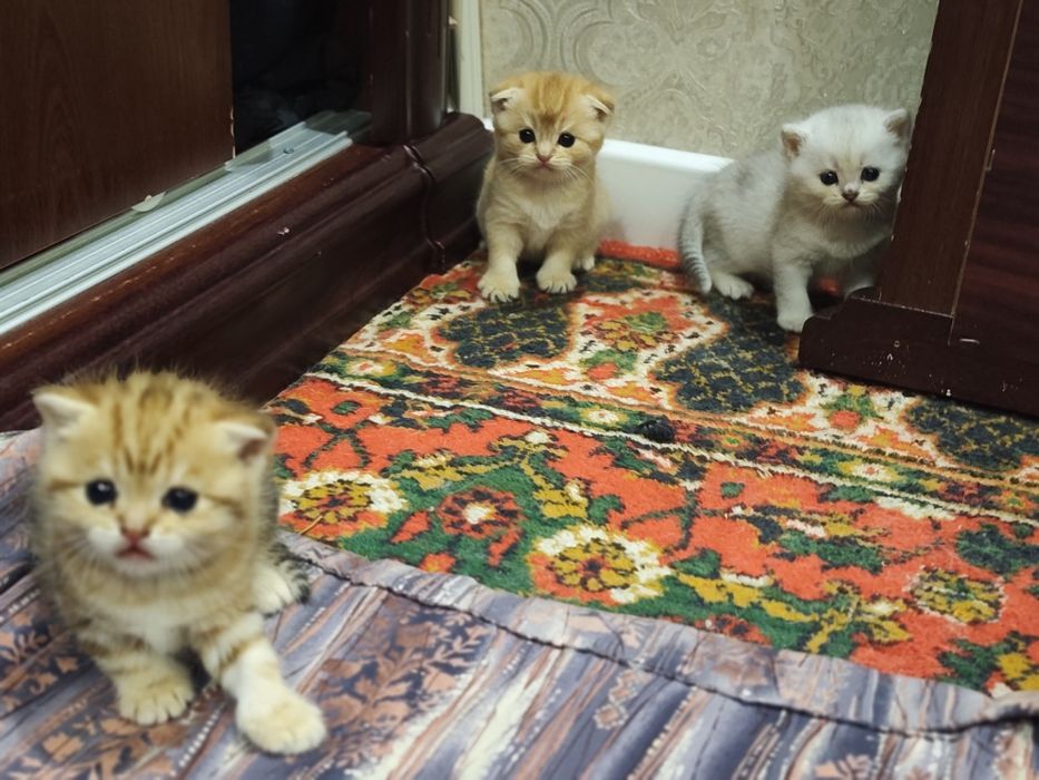 Шиншилла боллари