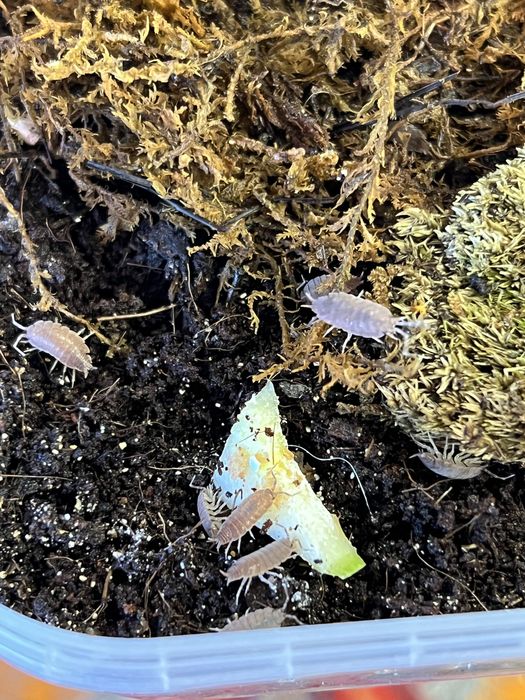 мокрицы Porcellionides pruinosus