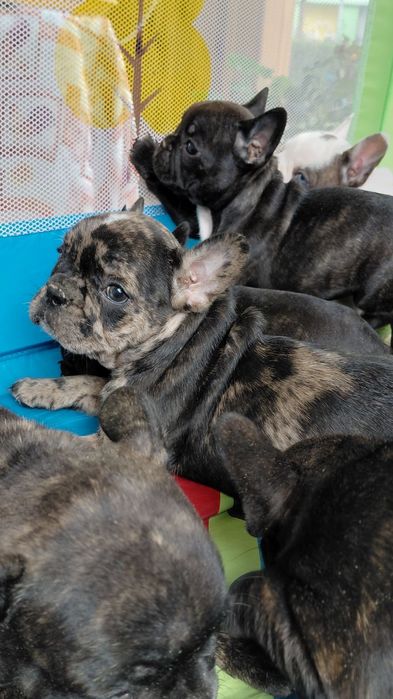 Френски булдог-булдочета