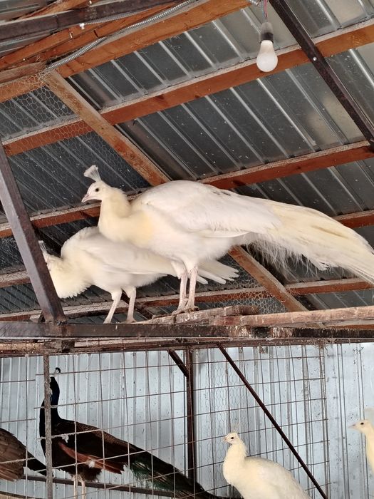 Păuni de diferite culori și varste