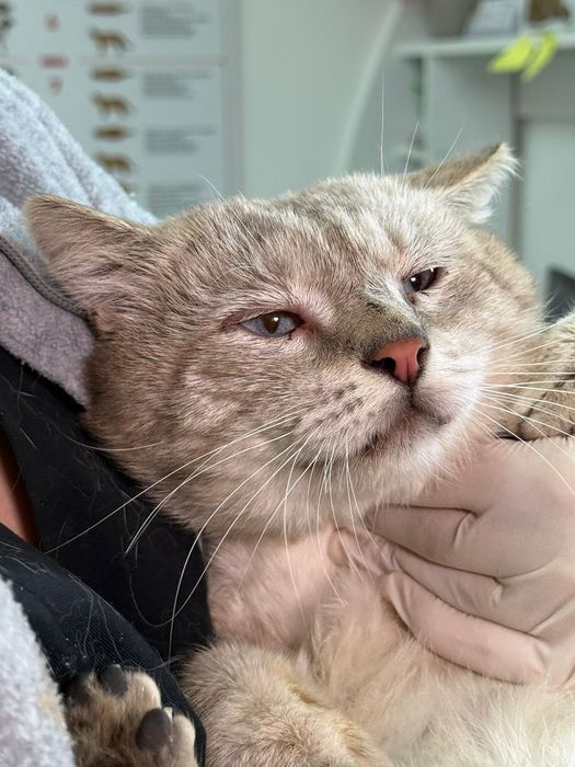 Urgent foster sau Adoptie 2 pisici adulte București