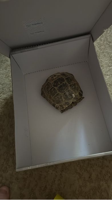 Черепаха сухопутная