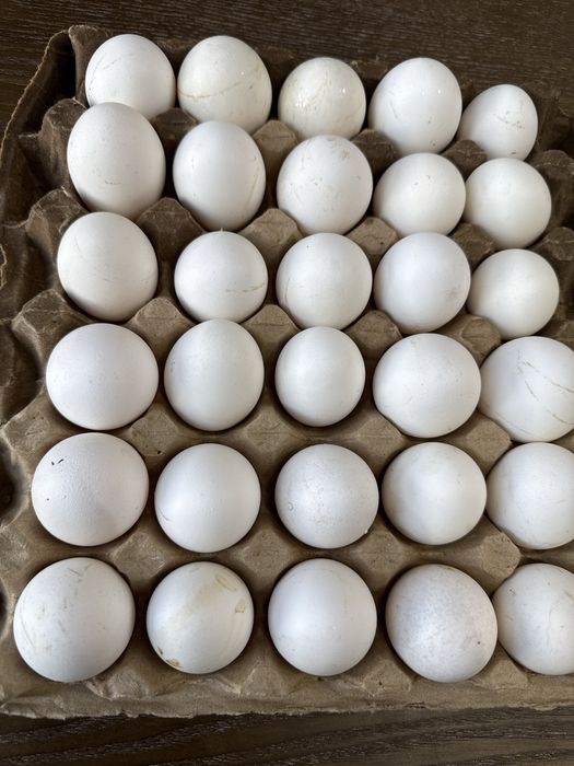 Продажа оптом домашних куриных яиц