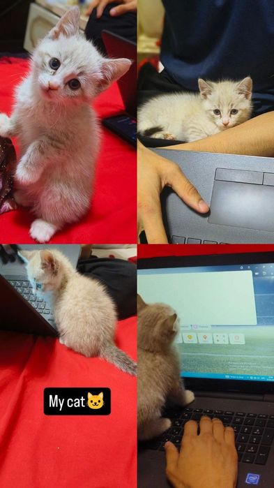 Срочно продаётся Сиамская кошка