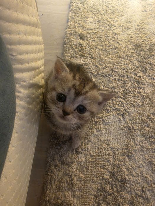 Продается котята