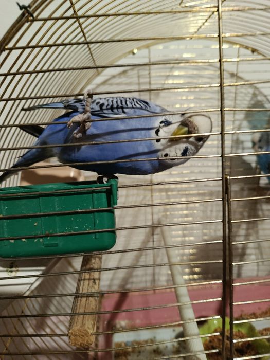 Попугайчики,Самец,самка +Клетка