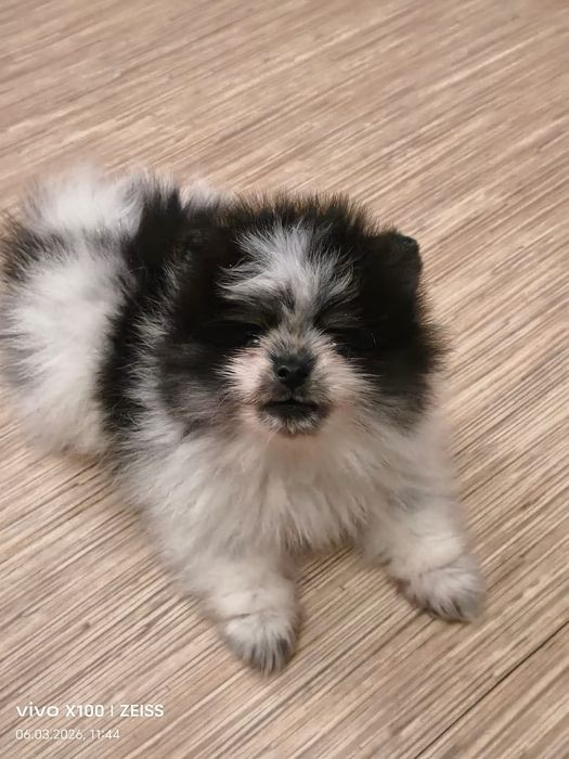 Очаровательный щенок шпица.