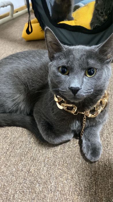 Потерялся котенок серый