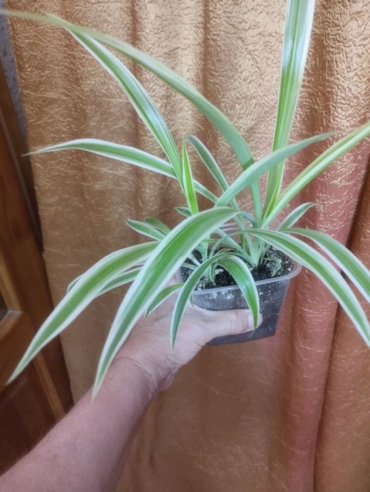 Хлорофитум.Продам.