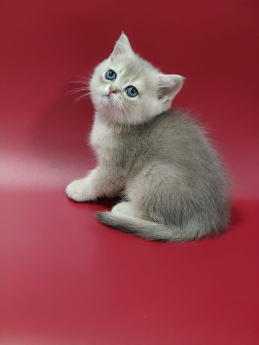 Котята Шиншиллы Бикалоры