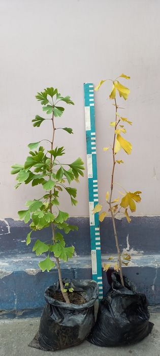 Гинкго ( Ginkgo biloba L.)