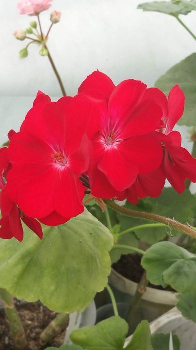 Пеларгония сербская