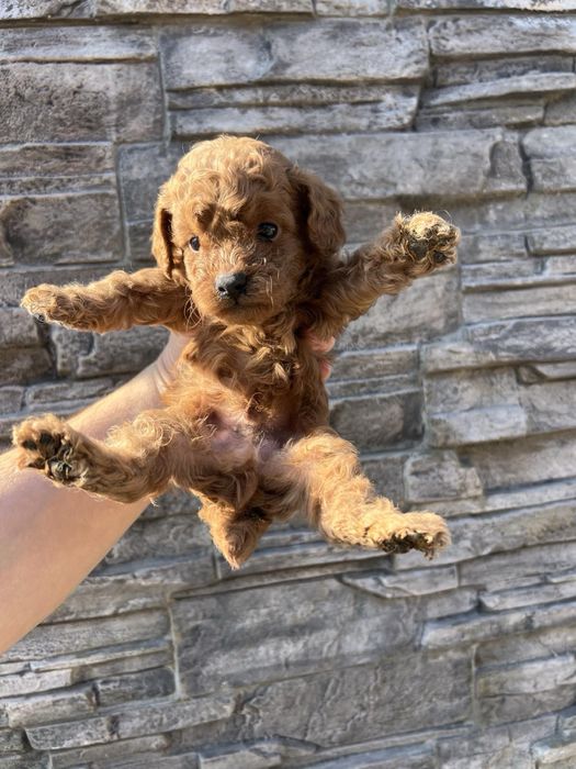 Той Пудрлчета ‘Мини