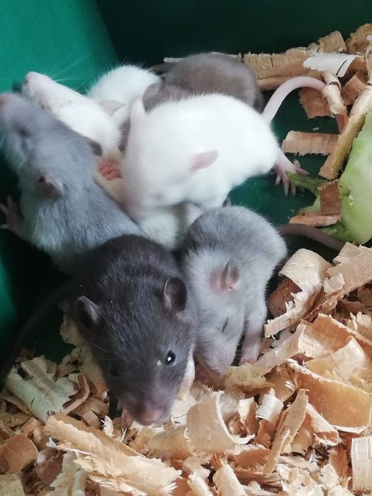 Декоративные крысята крыс