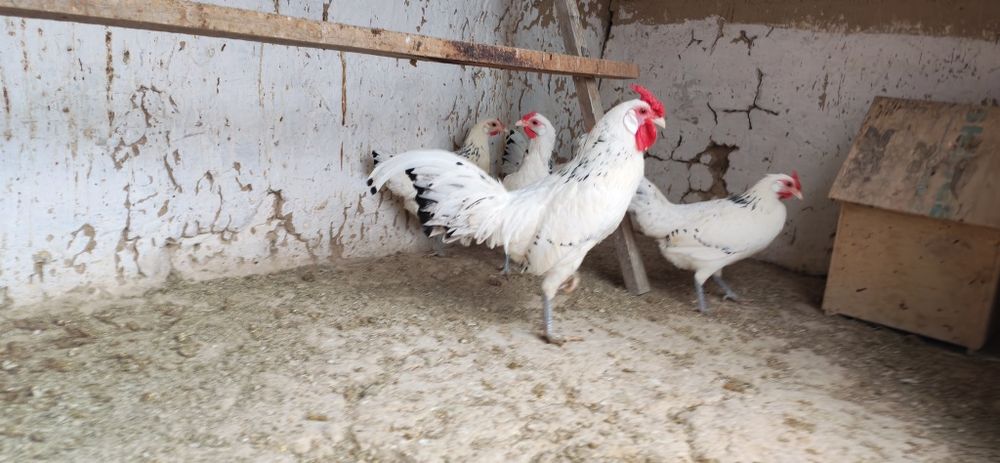 Gambriski sotladi 1+4