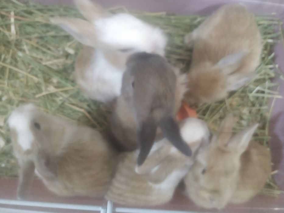 Кролики декоративные