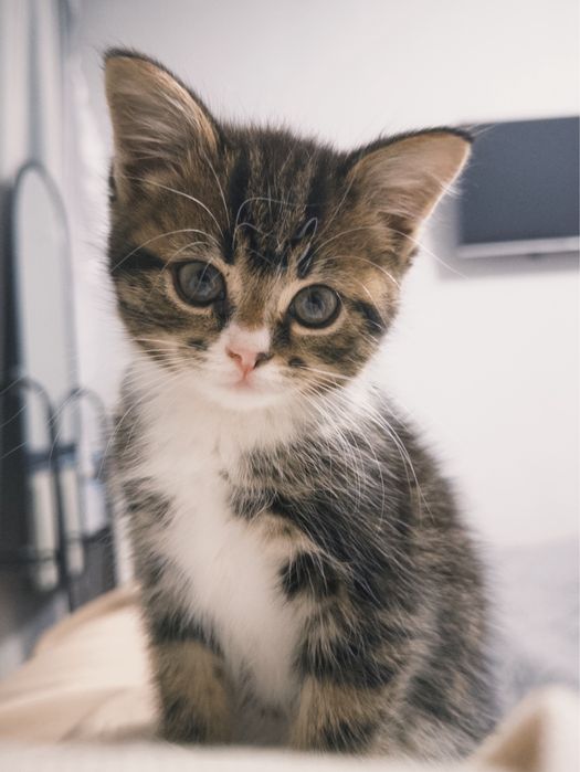 Котёнок девочка 2 месяца, в добрые руки