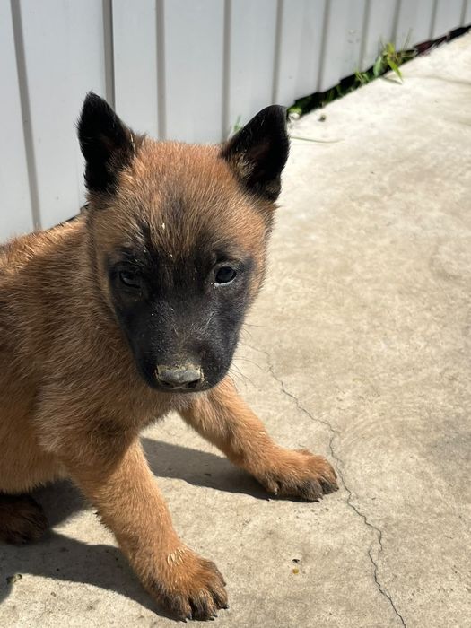 Femela Ciobănesc Belgian Malinois