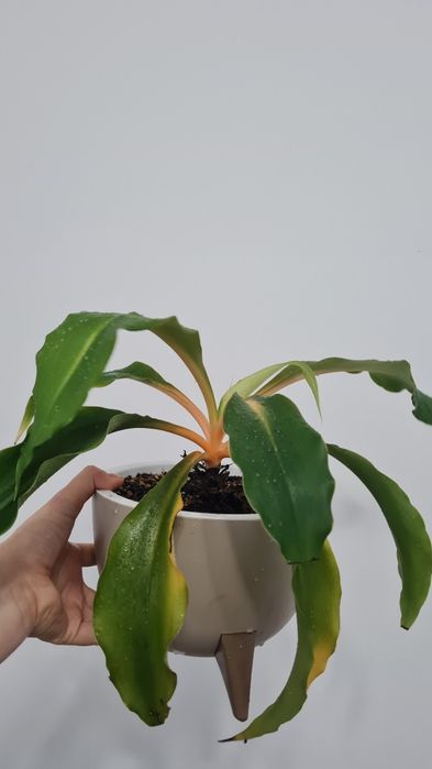 Хлорофитум разные сорта