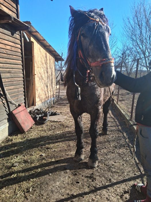 Vând armăsar de 4 ani