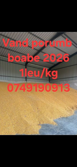 Vand 200 tone porumb boabe recolta 2026