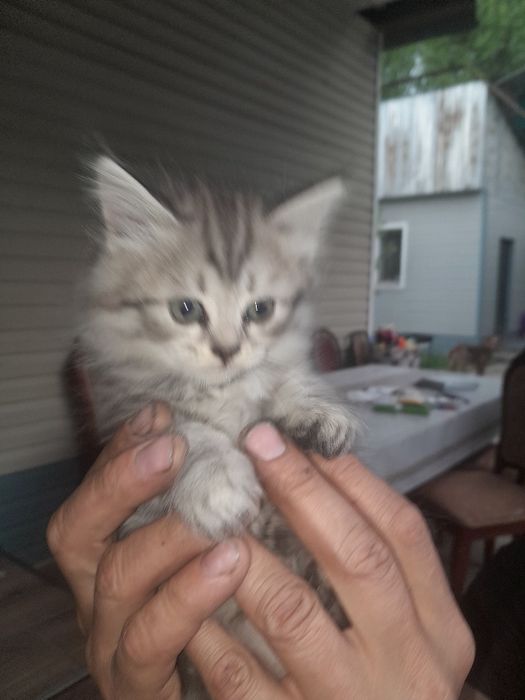 Отдам котят в добрые руки.