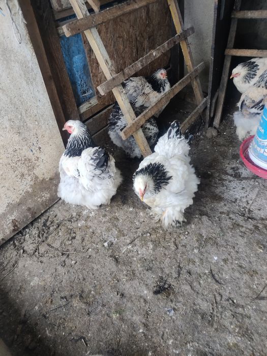 Vând brahman herminat deschis