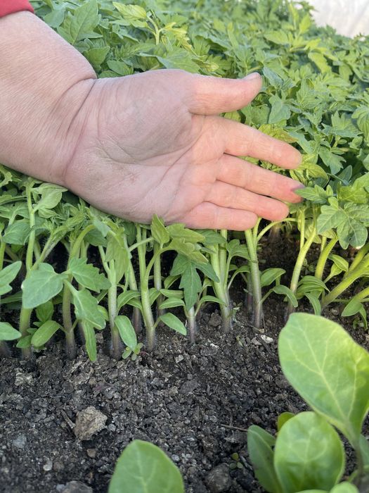 Продается отличная рассада