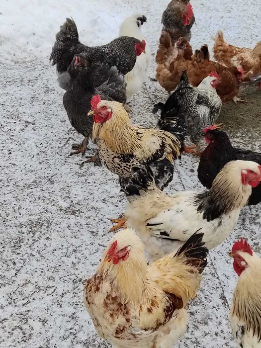 Cocosi crescuti la curte